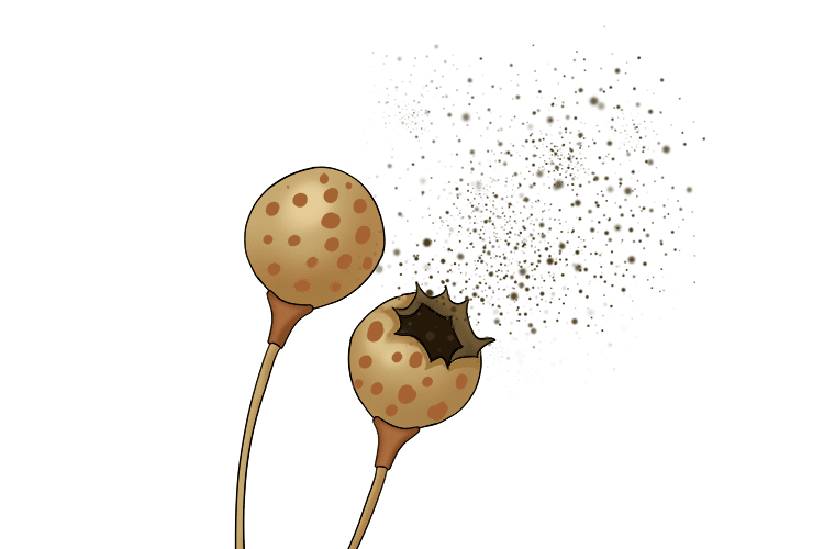 Spores are dispersed by the wind. Below is a plant giving off spores to be taken by the wind